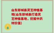 山东郯城县灵芝种植基地(山东郯城县打造灵芝种植基地，挖掘中药材价值)