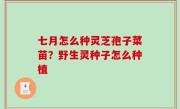 七月怎么种灵芝孢子菜苗？野生灵种子怎么种植