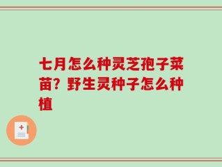 七月怎么种灵芝孢子菜苗？野生灵种子怎么种植
