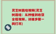 灵芝树栽培视频(灵芝树栽培：从种植到收获全程视频，详细步骤一网打尽)