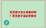 灵芝孢子怎么采集好呢？灵芝孢子油正宗做法