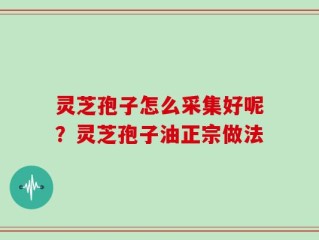 灵芝孢子怎么采集好呢？灵芝孢子油正宗做法