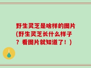 野生灵芝是啥样的图片(野生灵芝长什么样子？看图片就知道了！)