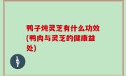鸭子炖灵芝有什么功效(鸭肉与灵芝的健康益处)