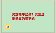 灵芝孢子盆景？灵芝盆景是真的灵芝吗