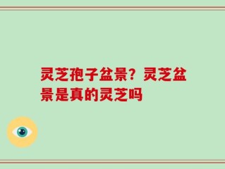 灵芝孢子盆景？灵芝盆景是真的灵芝吗