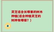 灵芝适合长哪里的树木种植(适合种植灵芝的树种有哪些？)