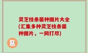 灵芝枝条菌种图片大全(汇集多种灵芝枝条菌种图片，一网打尽)