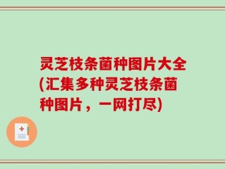 灵芝枝条菌种图片大全(汇集多种灵芝枝条菌种图片，一网打尽)