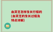 血灵芝怎样生长行程的(血灵芝的生长过程及特点详解)
