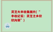 灵芝大丰收集图片(“丰收纪实：灵芝之乡欣欣向荣”)
