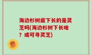 海边杉树底下长的是灵芝吗(海边杉树下长啥？或可寻灵芝)