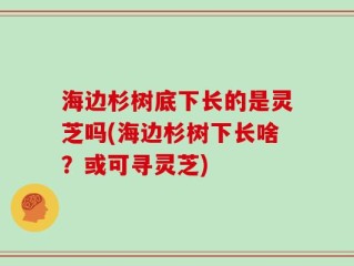 海边杉树底下长的是灵芝吗(海边杉树下长啥？或可寻灵芝)
