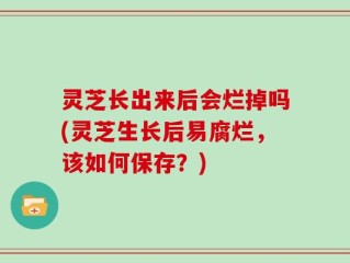 灵芝长出来后会烂掉吗(灵芝生长后易腐烂，该如何保存？)