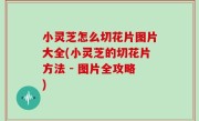 小灵芝怎么切花片图片大全(小灵芝的切花片方法 - 图片全攻略)
