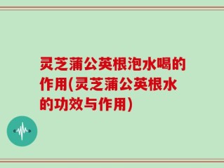 灵芝蒲公英根泡水喝的作用(灵芝蒲公英根水的功效与作用)