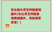 东北超大灵芝种植基地图片(东北灵芝种植基地震撼图片，惊艳视觉享受！)