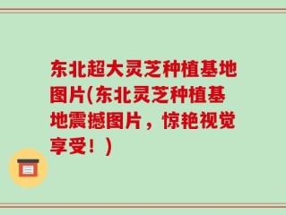 东北超大灵芝种植基地图片(东北灵芝种植基地震撼图片，惊艳视觉享受！)