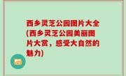 西乡灵芝公园图片大全(西乡灵芝公园美丽图片大赏，感受大自然的魅力)