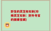 野生的灵芝和石斛(珍稀灵芝石斛：野外寻宝的健康宝藏)