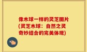 像木球一样的灵芝图片(灵芝木球：自然之灵奇妙结合的完美体现)