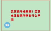 灵芝孢子成熟期？灵芝本体和孢子粉有什么不同