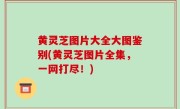 黄灵芝图片大全大图鉴别(黄灵芝图片全集，一网打尽！)