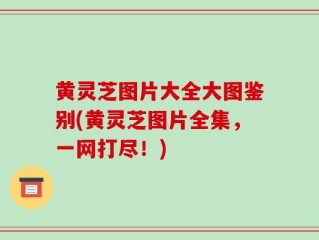 黄灵芝图片大全大图鉴别(黄灵芝图片全集，一网打尽！)
