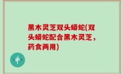 黑木灵芝双头蟒蛇(双头蟒蛇配合黑木灵芝，药食两用)