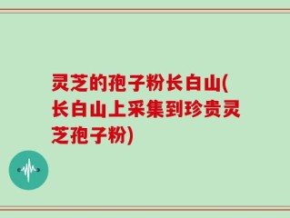 灵芝的孢子粉长白山(长白山上采集到珍贵灵芝孢子粉)