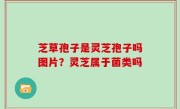 芝草孢子是灵芝孢子吗图片？灵芝属于菌类吗