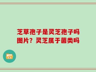 芝草孢子是灵芝孢子吗图片？灵芝属于菌类吗