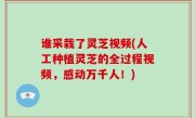 谁采栽了灵芝视频(人工种植灵芝的全过程视频，感动万千人！)