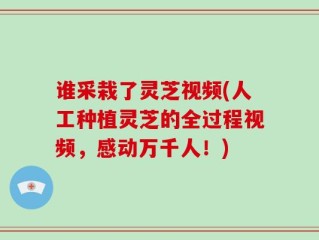 谁采栽了灵芝视频(人工种植灵芝的全过程视频，感动万千人！)