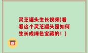 灵芝罐头生长视频(看看这个灵芝罐头是如何生长成绿色宝藏的！)
