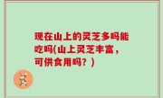 现在山上的灵芝多吗能吃吗(山上灵芝丰富，可供食用吗？)