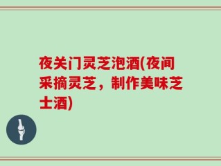 夜关门灵芝泡酒(夜间采摘灵芝，制作美味芝士酒)