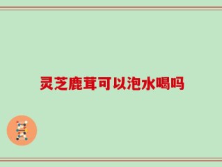 灵芝鹿茸可以泡水喝吗