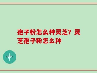 孢子粉怎么种灵芝？灵芝孢子粉怎么种