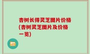 杏树长得灵芝图片价格(杏树灵芝图片及价格一览)