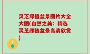 灵芝绿植盆景图片大全大图(自然之美：精选灵芝绿植盆景高清欣赏)