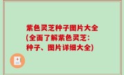 紫色灵芝种子图片大全(全面了解紫色灵芝：种子、图片详细大全)