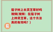 茄子树上长灵芝草好吗视频(视频：在茄子树上种灵芝草，这个方法真的有效吗？)
