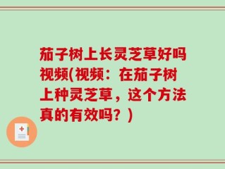 茄子树上长灵芝草好吗视频(视频：在茄子树上种灵芝草，这个方法真的有效吗？)