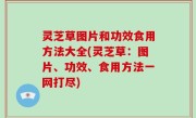 灵芝草图片和功效食用方法大全(灵芝草：图片、功效、食用方法一网打尽)