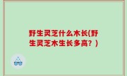野生灵芝什么木长(野生灵芝木生长多高？)