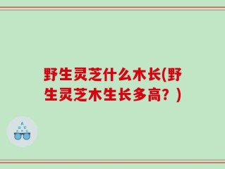 野生灵芝什么木长(野生灵芝木生长多高？)