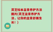 灵芝标本盆景养护方法图片(灵芝盆景养护方法，让你的盆景舒展生长！)