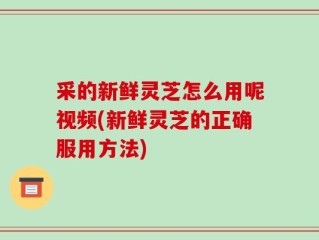 采的新鲜灵芝怎么用呢视频(新鲜灵芝的正确服用方法)