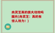 肉灵芝真的很大功效吗图片(肉灵芝：真的有惊人效力！)